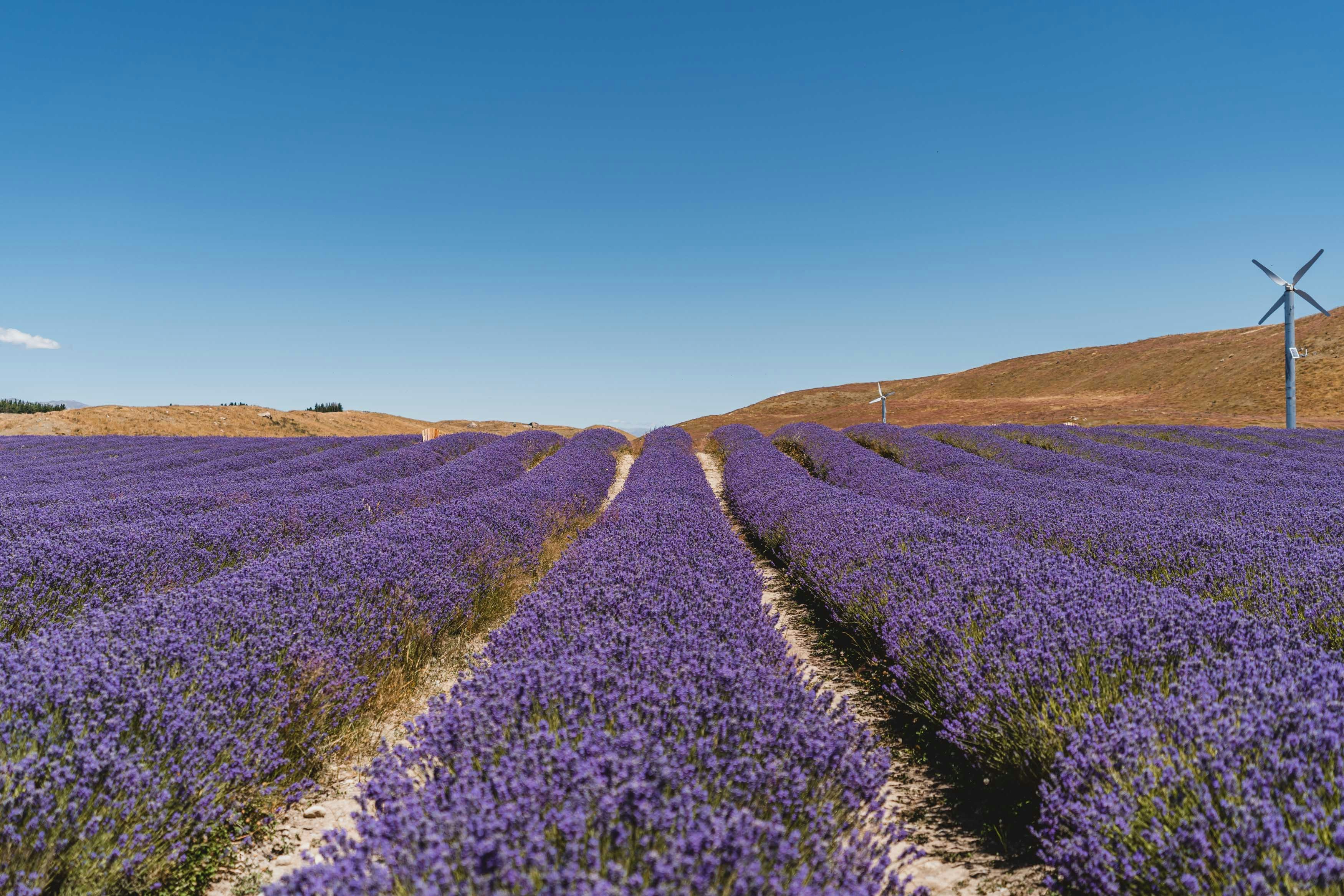 Lavanda