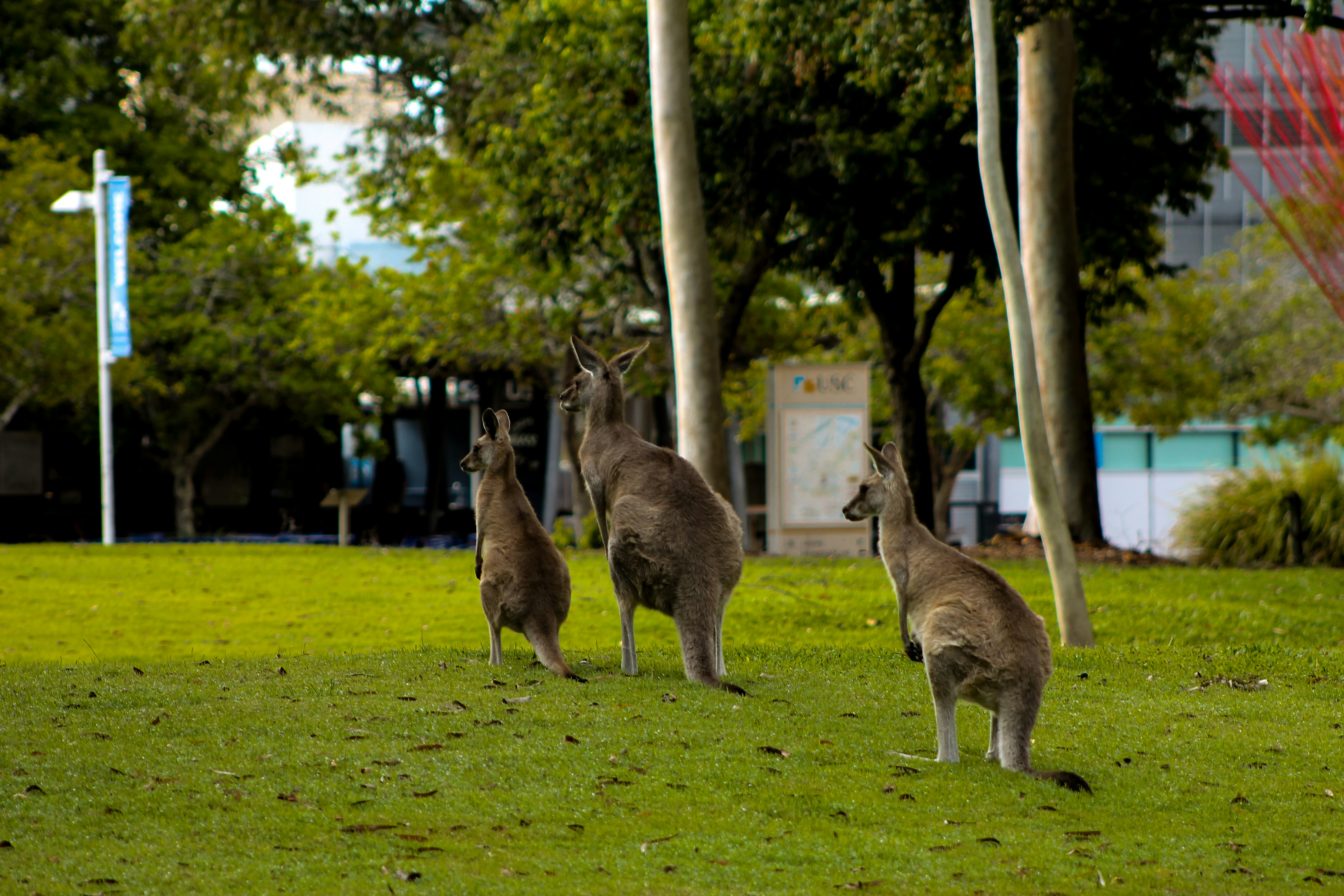 Australian Kangooro