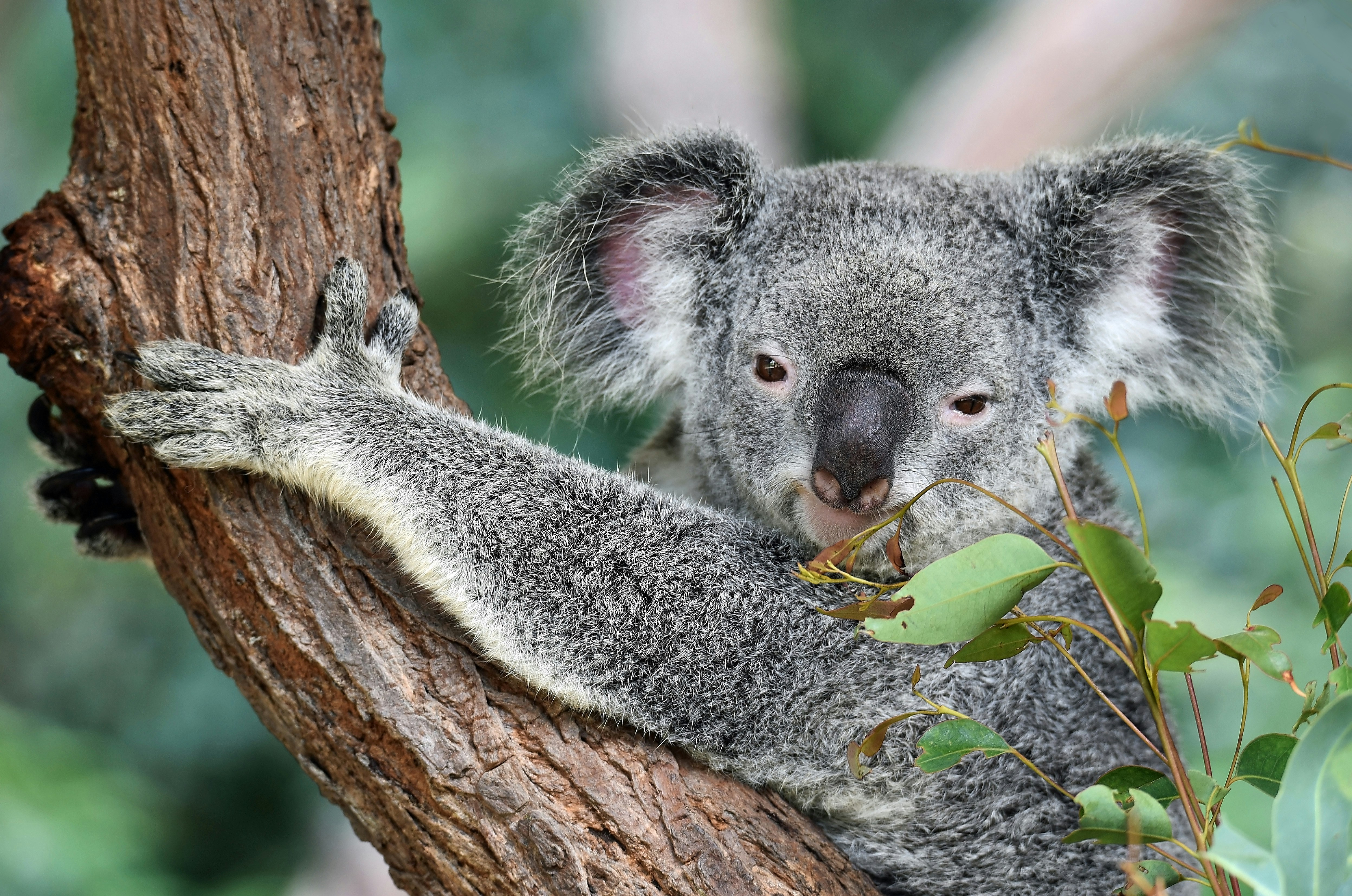 Australian Koala